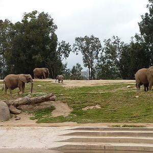 SDWAP Dec 2010 - Elephants