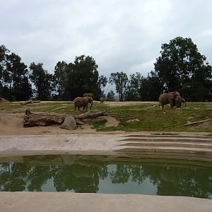 SDWAP Dec 2010 - Elephants