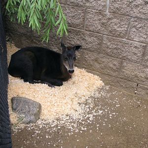 Young Yellow-backed Duiker