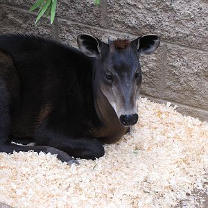 Young Yellow-backed Duiker