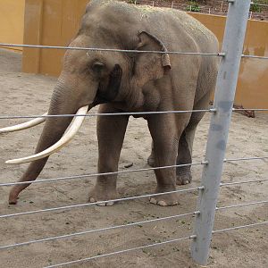 Billy - Elephants of Asia - December 17, 2010