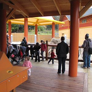 Elephants of Thailand Viewing Area