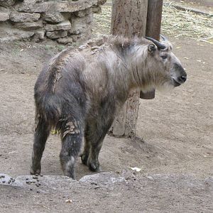 Sichuan Takin