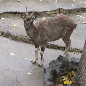 Markhor