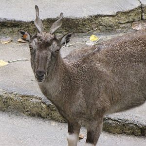 Markhor
