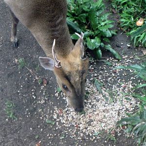 Muntjac