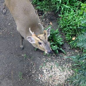 Muntjac