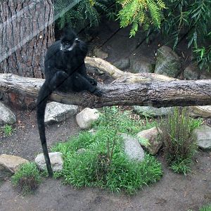 Langur