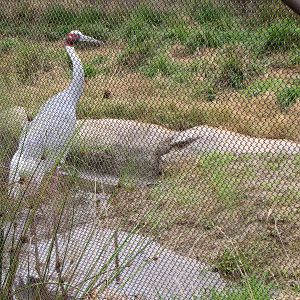 Sarus Crane - Elephants of China
