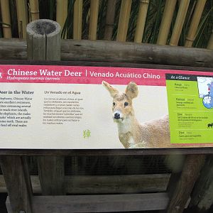 Chinese Water Deer - Signage