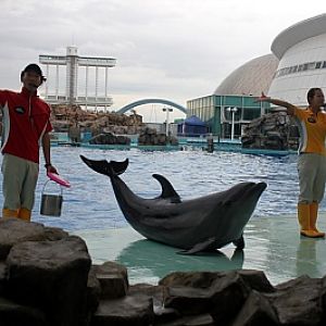 Nagoya Port Aquarium - dolphin show