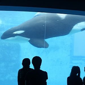 Nagoya Port Aquarium - Killer wahle