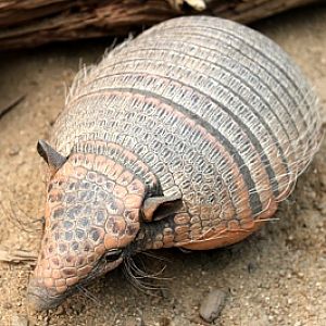 Seoul Zoo - six-banded armadillo