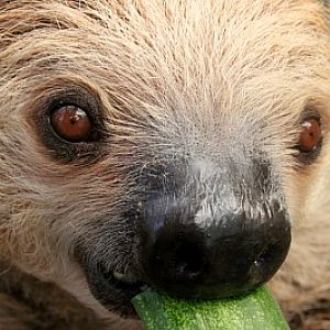 Seoul Zoo - southern two-toed sloth