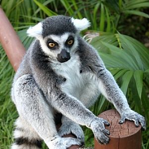 Seoul Zoo - Ring-tailed Lemur
