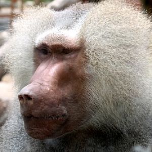 Seoul Zoo - hamadryas baboon