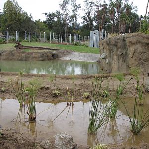 Deep Water Pool - Elephants of Asia