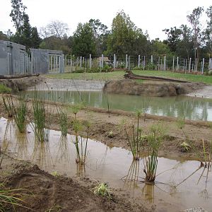 Deep Water Pool - Elephants of Asia