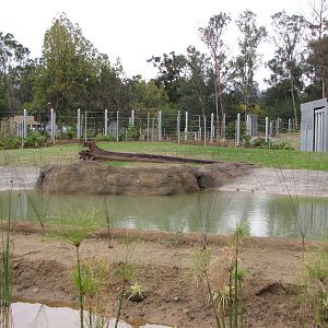 Deep Water Pool - Elephants of Asia