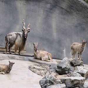 Markhor Family