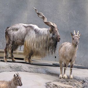 Markhors