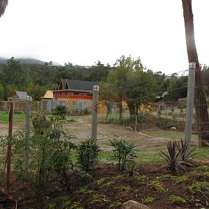 Elephants of Cambodia