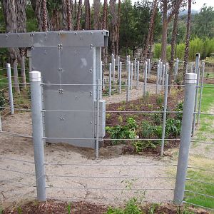 Elephants of Cambodia