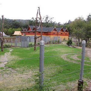 Elephants of Cambodia