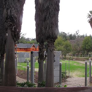 Palm Grove Walkway - Elephants of Cambodia