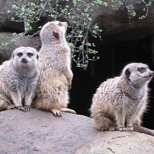 Meerkat Family