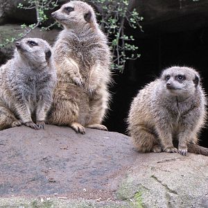 Meerkat Family