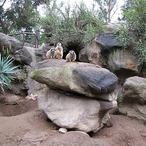 Meerkat Habitat