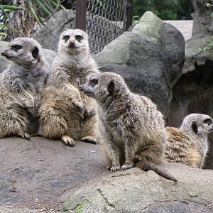 Meerkat Family