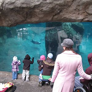 Sea Life Cliffs Underwater Viewing