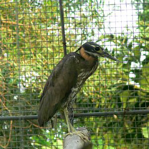 white-eared night heron of Nanning Zoo