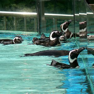 Magellan's penguin of Nanning Zoo