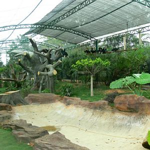 wreathed hornbill of Nanning Zoo