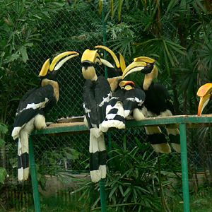 Great Indian hornbill of Nanning Zoo