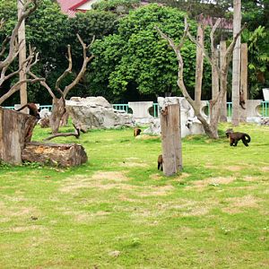 capuchins of Nanning Zoo