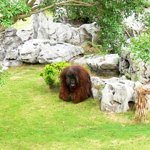 orang-utan of Nanning Zoo