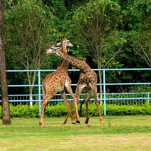 giraffes of Nanning Zoo