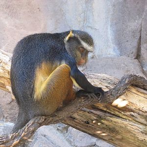 Henry Doorly Zoo 2010 - Wolfs Guenon in Hubbard Gorilla Valley
