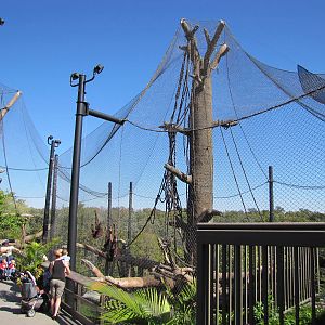 Henry Doorly Zoo 2010 - Hubbard Orangutan Forest