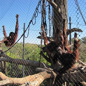 Henry Doorly Zoo 2010 - Orangutans in Hubbard Orangutan Forest