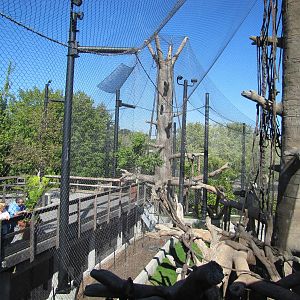 Henry Doorly Zoo 2010 - Hubbard Orangutan Forest