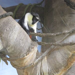 Henry Doorly Zoo 2010 - Diana Monkey in Hubbard Gorilla Valley