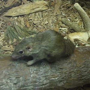 Henry Doorly Zoo 2010 - Northern Tree Shrew in Hubbard Gorilla Valley