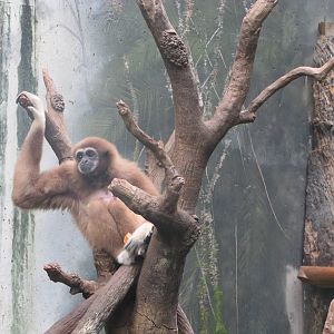 Henry Doorly Zoo 2010 - White-handed Gibbon in Lied Jungle
