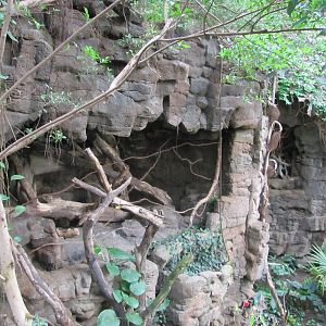 Henry Doorly Zoo 2010 - Indian Crested Porcupine and Clouded Leopard exhibi