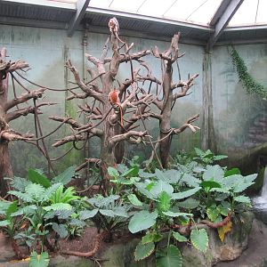 Henry Doorly Zoo 2010 - Front of Ebony and Francois Langur exhibit in Lied